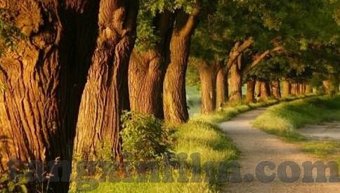 91视频麻豆在线观看-通往创意与创新的网络边界，数字时代下的内容消费哲学
